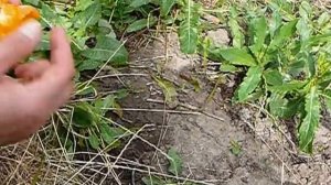 Сорт абрикоса Джумбо Кот