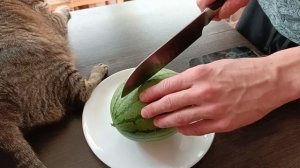 Порционный арбуз в дома на гидропонике. Serving watermelon at home