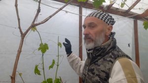 Прищипка побегов винограда: зачем, когда и как правиль