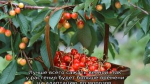 Черешня Брянская розовая