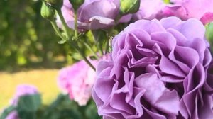 Роза Terra Limburgia (Терра Лимбурджия) августа 2025 г.