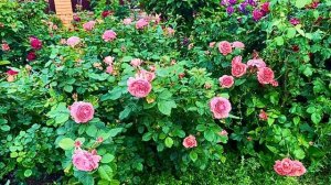 Розы Поульсена серии Ренессанс - красота, изящность и ?