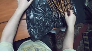 Хранение Черенков в Холодильнике Для Начинающих