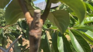 Ранняя прививка персика и хурмы в начале марта. Резуль