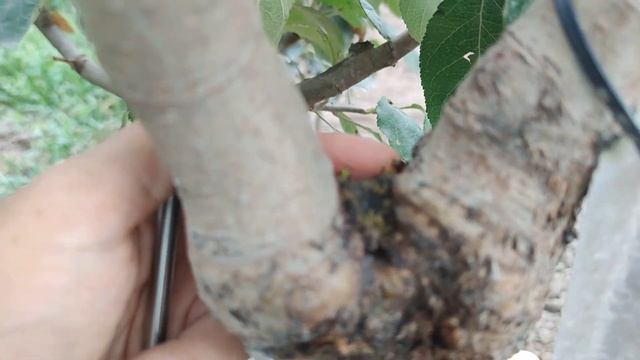 прививка дерева дрелью 4 года смотреть онлайн