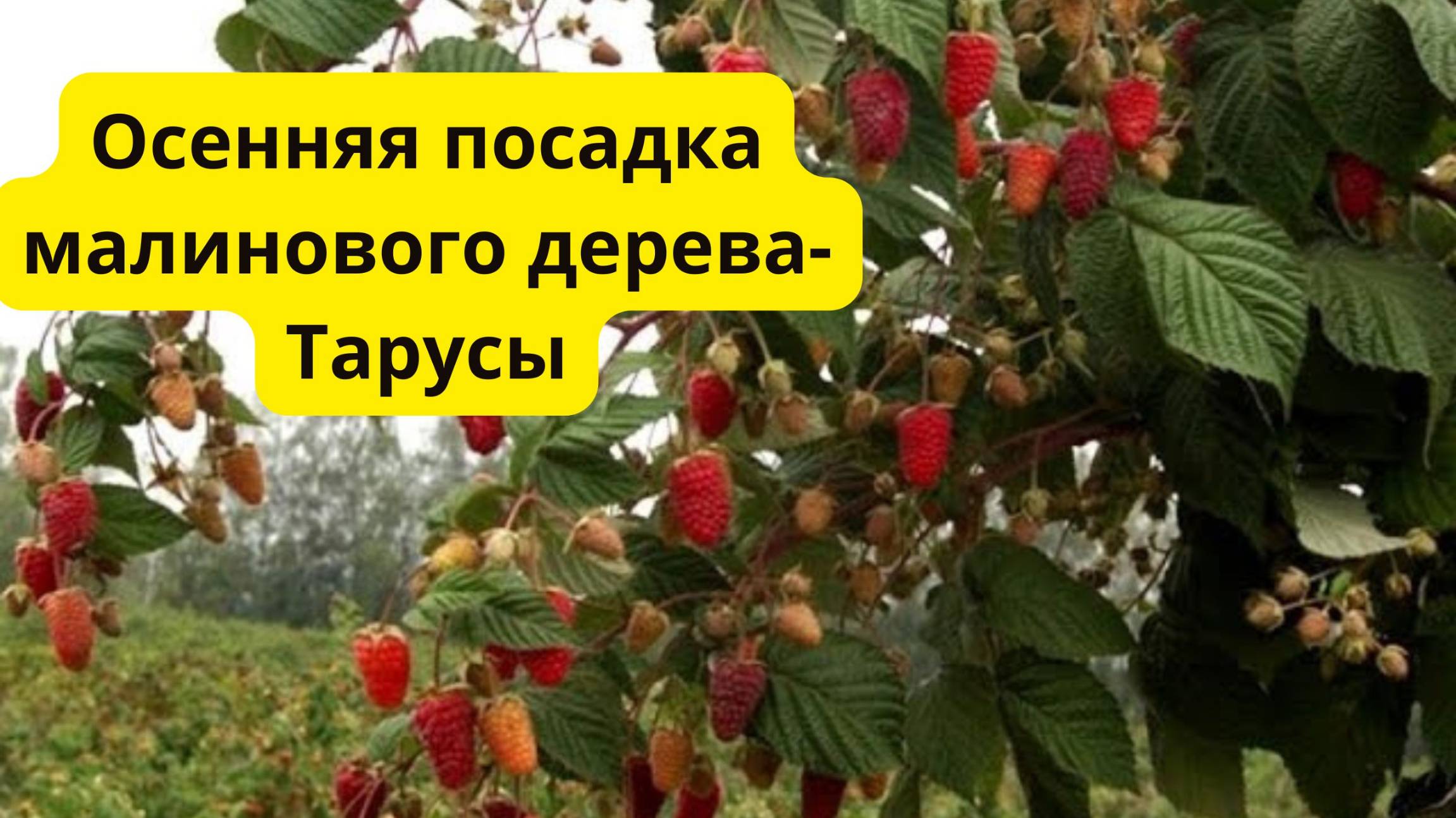 Правильная посадка малины осенью. Сорт Таруса. смотреть онлайн