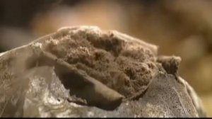 Размножение грибов спорами на расстоянии