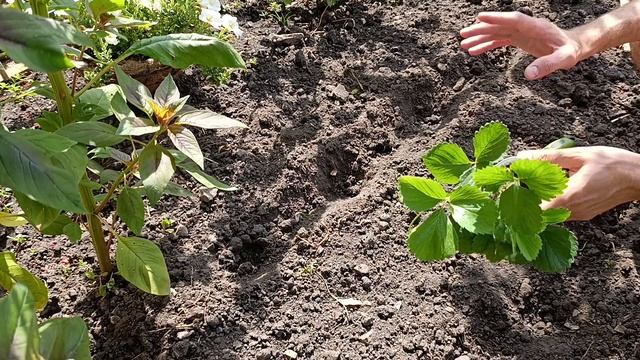 Посадка КЛУБНИКИ. Расстояние между кустами и рядами. смотреть онлайн