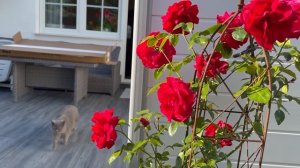 Идея для Сада. Красивая Арка для Плетистых Роз .Собира?