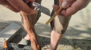 Прививка винограда на старый куст новым способом.