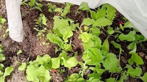 Почему у вас не растёт редис?