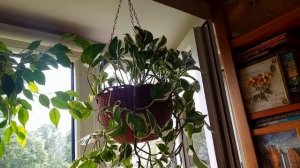 комнатные растения  в июле