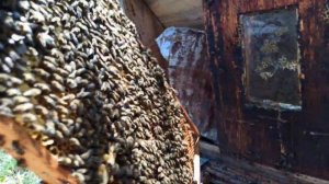 Улей на узко-высокую рамку тоже не плох...