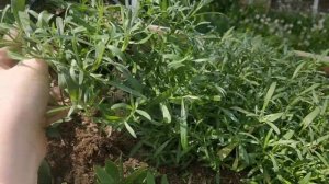 Алиссум прищипка, а когда же будет цвести!?