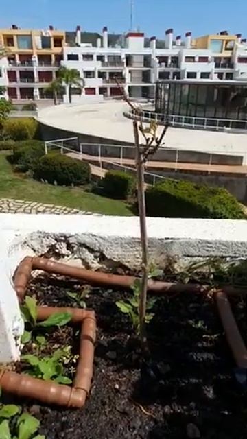 РОСТКИ ВИНОГРАДА ЗА 1 МЕСЯЦ(САЖЕНЕЦ № 5 / ДЕНЬ-3)СНИМАЮ К смотреть онлайн