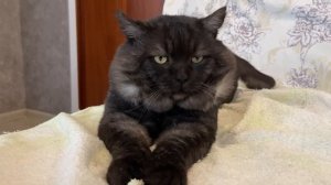 Малютка, Мыр и Марта на даче