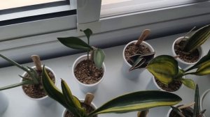 Большой обзор моей коллекции сансевиерии. 130+ сортов. И