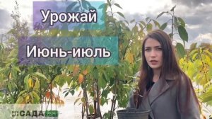 Жимолость Бакчарский Великан ОПИСАНИЕ СОРТА