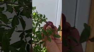 Чёрный гранат 8 шар