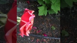 Роза Copper Light (Медный Свет) John Ford Новая Зеландия