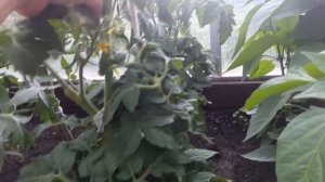 ТОМАТ "КЛУША"/ОТ РАССАДЫ ДО ПЛОДОВ/ НА УРАЛЕ