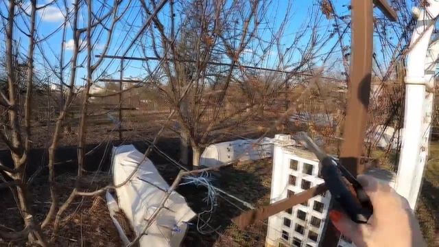 Обрезка сильнорослой яблони. Простой способ «Третьей смотреть онлайн