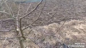 Обрезка яблони. Правильная обрезка яблони весной.