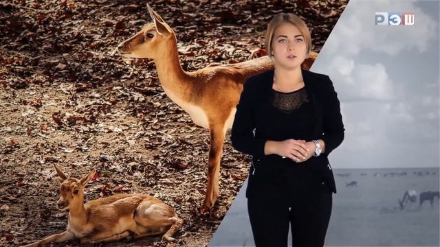 Степи и саванны. Засушливые области планеты