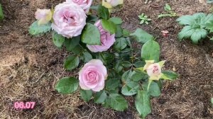 Тіара (Tiara) класична букетна троянда лавандово-бузково