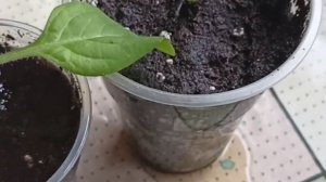 Черенкуем петунию