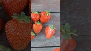 Дегустация сортов-новинок клубники КСД: Джуси, Клодия,