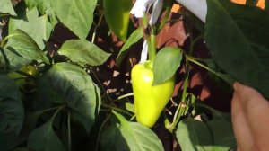 Сладкий перец "Египетская сила"! УДИВИЛ!