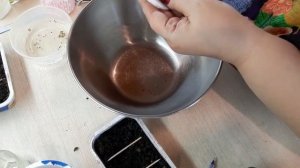 Зачем замачивать морковь в водке. Маленький экспериме