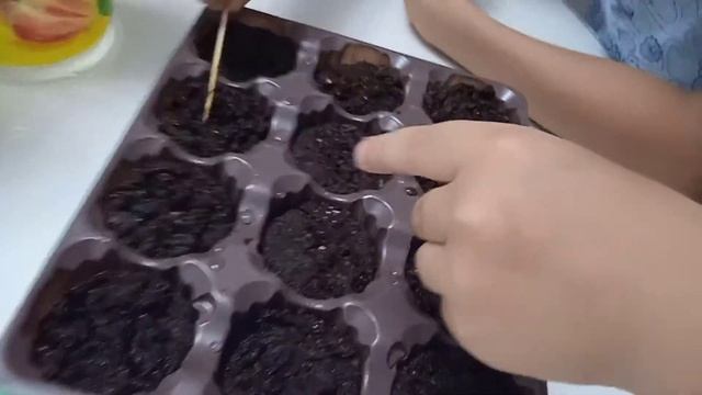 Самир и Имран сажают семена яблоки в торфяные таблетк? смотреть онлайн