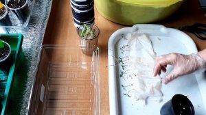 Пикировка рассады из улитки