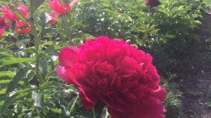 Пион MANY HAPPY RETURNS/Мэни Хэппи Ретернз