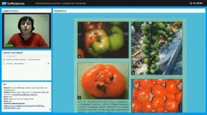 Нарушения развития корневой системы томатов
