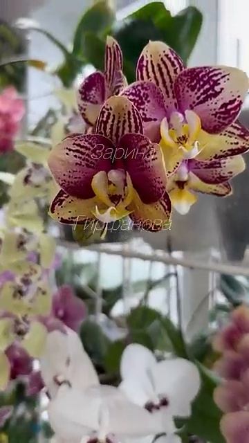 🐝🐝🐝🌺🌺🌺 смотреть онлайн