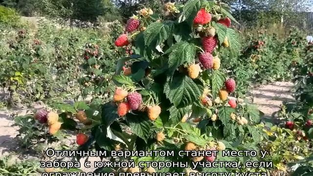 Малина Гусар смотреть онлайн