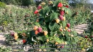 Малина Гусар