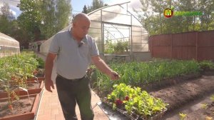 Кассетная технология выращивания редиса