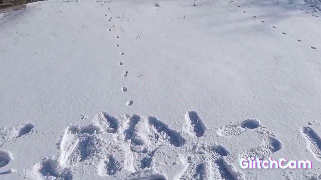 Опорное колесо к тяжолому мотоблоку Заря 8 лс смотреть онлайн
