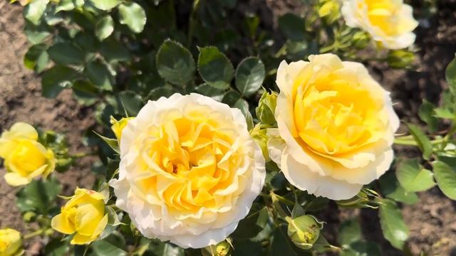 Гештальт по жёлтым закрыт? Роза Санмейд (Sunmaid) от брать?