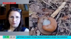 Испанские слизни заполонили Москву! Как спасти урожай