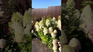 Гортензия метельчатая Геркулес🌟Hercules Хит ('GRHP14'PBR) Hydrang