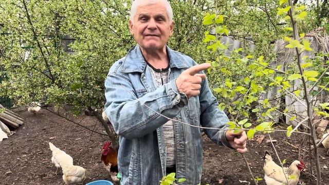 ПОСАДКА ШЕЛКОВИЦЫ (ТУТОВНИКА) смотреть онлайн