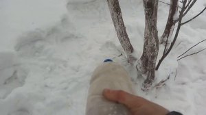 Как защитить яблони от мышей зимой