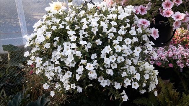 Петуния вегетативная Сурфиния Table White/Surfinia® Table White / Пе? смотреть онлайн