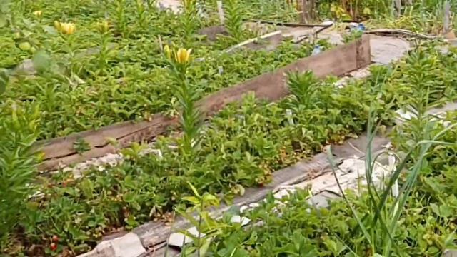Первые красные ягодки земляники.Держу на пульсе слив? смотреть онлайн