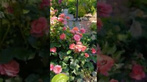 Роза Мэри Энн